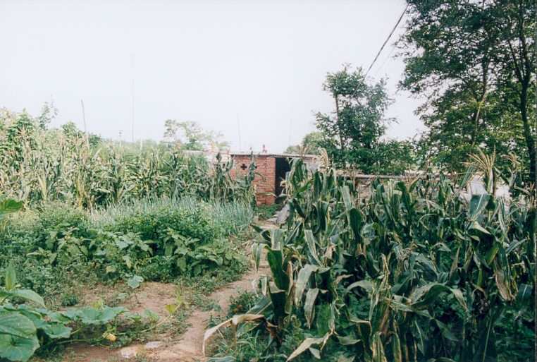 La cabane au fond du jardin