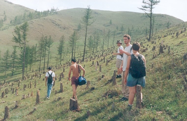 A travers une forêt déboisée